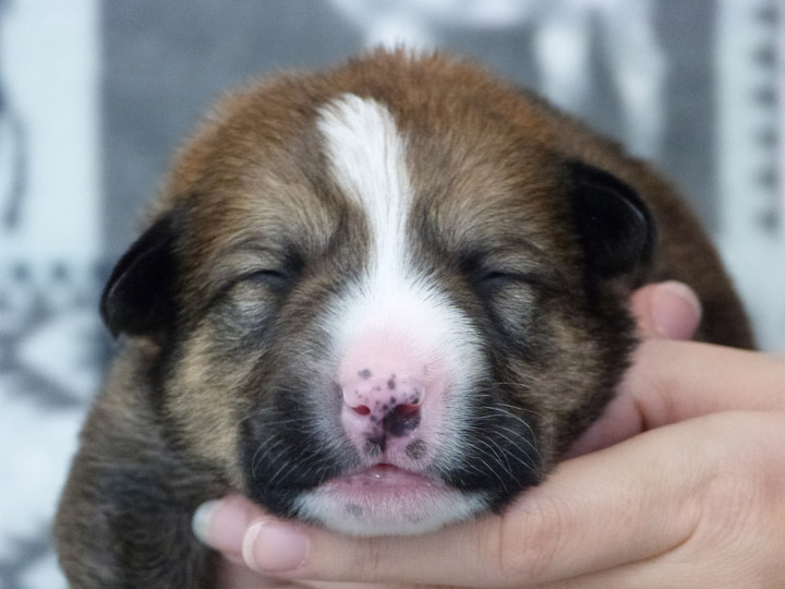 chinook puppy